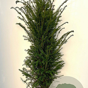 Taxus baccata 140-160 cm met kluit