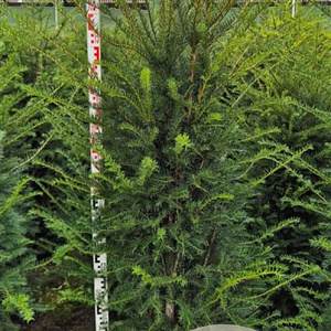 Taxus baccata 160-180 cm met kluit