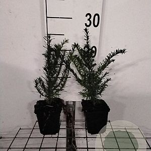 Taxus baccata GM P9