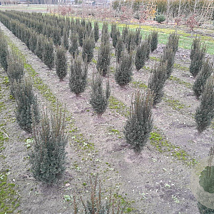 Taxus media 'Hillii' 100-120 cm met kluit