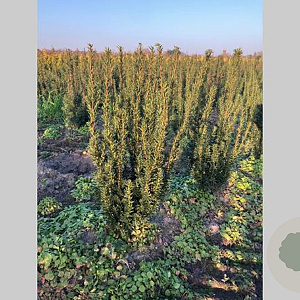 Taxus media 'Hillii' 40-60 cm met kluit