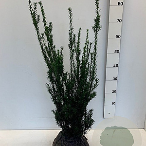 Taxus media 'Hillii' 60-80 cm met kluit