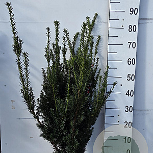 Taxus media 'Hillii' 60-80 cm met kluit