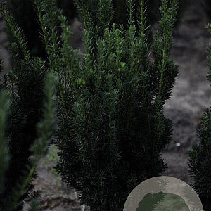 Taxus media 'Hillii' 60-80 cm met kluit