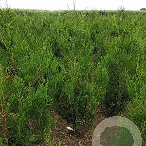 Thuja pl. 'Atrovirens' 100-120 cm met kluit