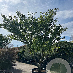 Zelkova serrata 350-450 cm cont. 375L solitair