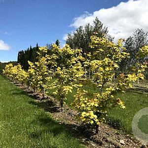 Acer cappadocicum 'Aureum' 10-12 HO container