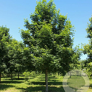 Acer Norwegian Sunset 12-14 HO container