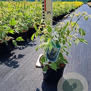 Acer negundo 'Variegatum' 14-16 HO container