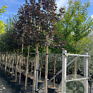 Acer plat. 'Royal Red' 12-14 HO container