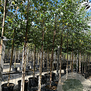Betula nigra 12-14 HO container