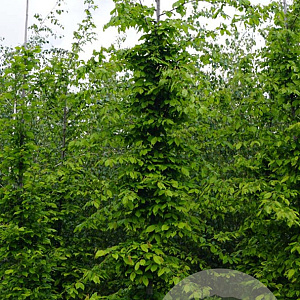 Carpinus betulus 12-14 HO draadkluit geveerd