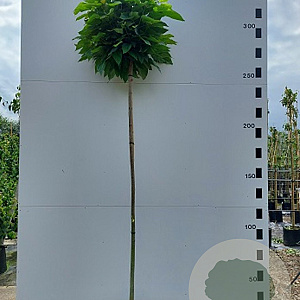 Catalpa bignonioides 'Nana' 6-8 HO container 225 cm stam