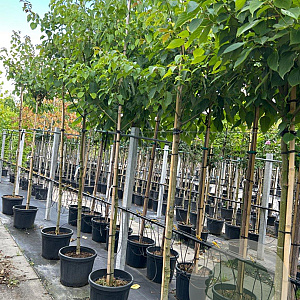 Cornus controversa 8-10 HO container