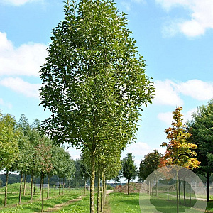 Fraxinus pen. 'Zundert' 14-16 HO container