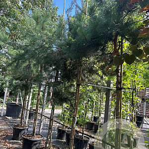 Pinus sylvestris 12-14 HO container