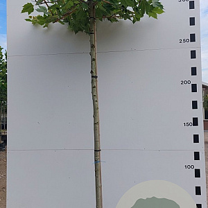 Platanus hispanica 18-20 HO container dakvorm