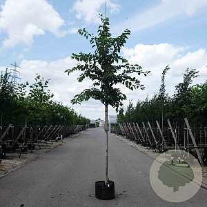 Prunus accolade 10-12 HO container