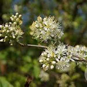 Prunus maackii 12-14 HO container