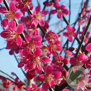 Prunus mume 'Beni-chi-dori' 6-8 HO container