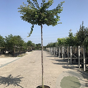 Prunus subh. 'Autumnalis Rosea' 14-16 HO container