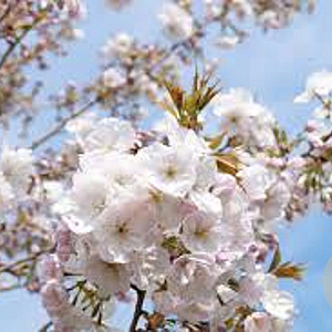 Prunus ser. 'Sunset Boulevard' 10-12 HO container