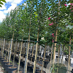 Tilia mongolica 'Buda' 12-14 HO container