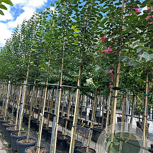 Tilia mongolica 'Buda' 12-14 HO container