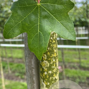 Acer campestre 'Huibers Elegant' 14-16 HO draadkluit 3 X verplant