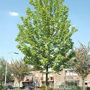 Acer freemanii 'Celzam' 14-16 HO draadkluit 2 X verplant