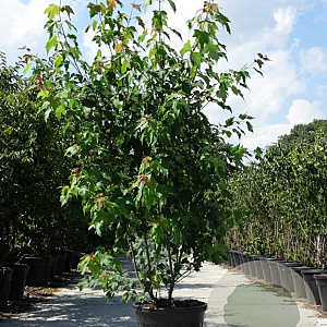 Acer rubrum 200-250 cm container meerstammig