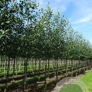 Alnus glutinosa 12-14 HO draadkluit 3 X verplant
