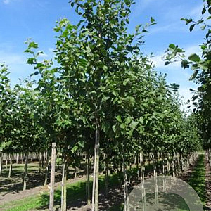 Alnus incana 12-14 HO draadkluit 3 X verplant
