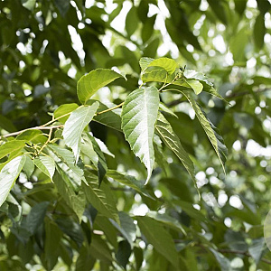 Alnus spaethii 16-18 HO draadkluit 3 X verplant