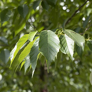 Alnus spaethii 16-18 HO draadkluit 3 X verplant
