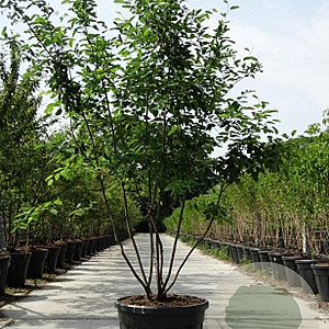 Amelanchier lamarckii 200-250 cm container meerstammig