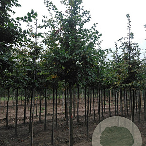Carpinus betulus 18-20 HO draadkluit 3 X verplant
