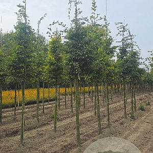 Carpinus betulus 18-20 HO draadkluit 3 X verplant