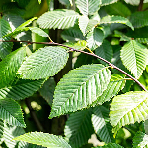 Carpinus bet. 'Lucas' 16-18 HO draadkluit 3 X verplant