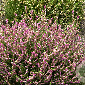 Calluna v. 'Allegro' GM P9.5 2 jaar