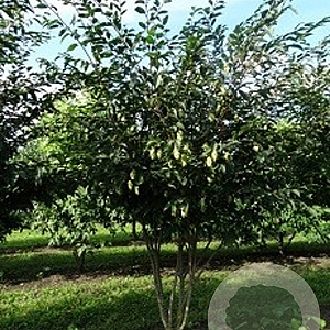 Carpinus japonica 350-400 cm draadkluit meerstammig