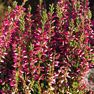 Calluna v. 'Athene' GM P10,5