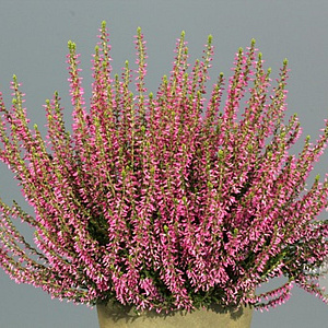 Calluna v. 'Juliette' GM P10,5