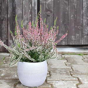 Calluna v. 'Salome' GM P10,5