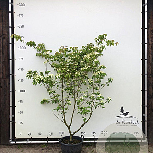 Cornus kousa chinensis 200-250 cm container meerstammig