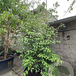 Cornus kousa chinensis 250-300 cm container meerstammig