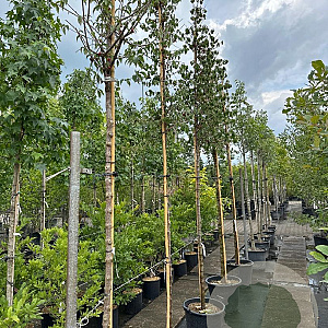 Cornus mas 10-12 cm container