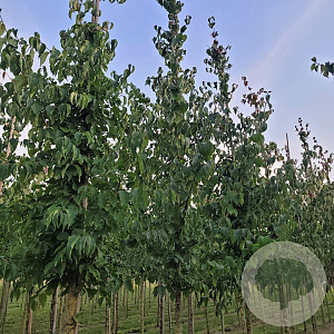 Cornus mas 10-12 HO draadkluit 2 X verplant