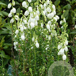 Daboecia cantabrica alba GM P9.5 2 jaar