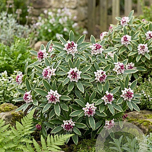 Daphne odora GM C5